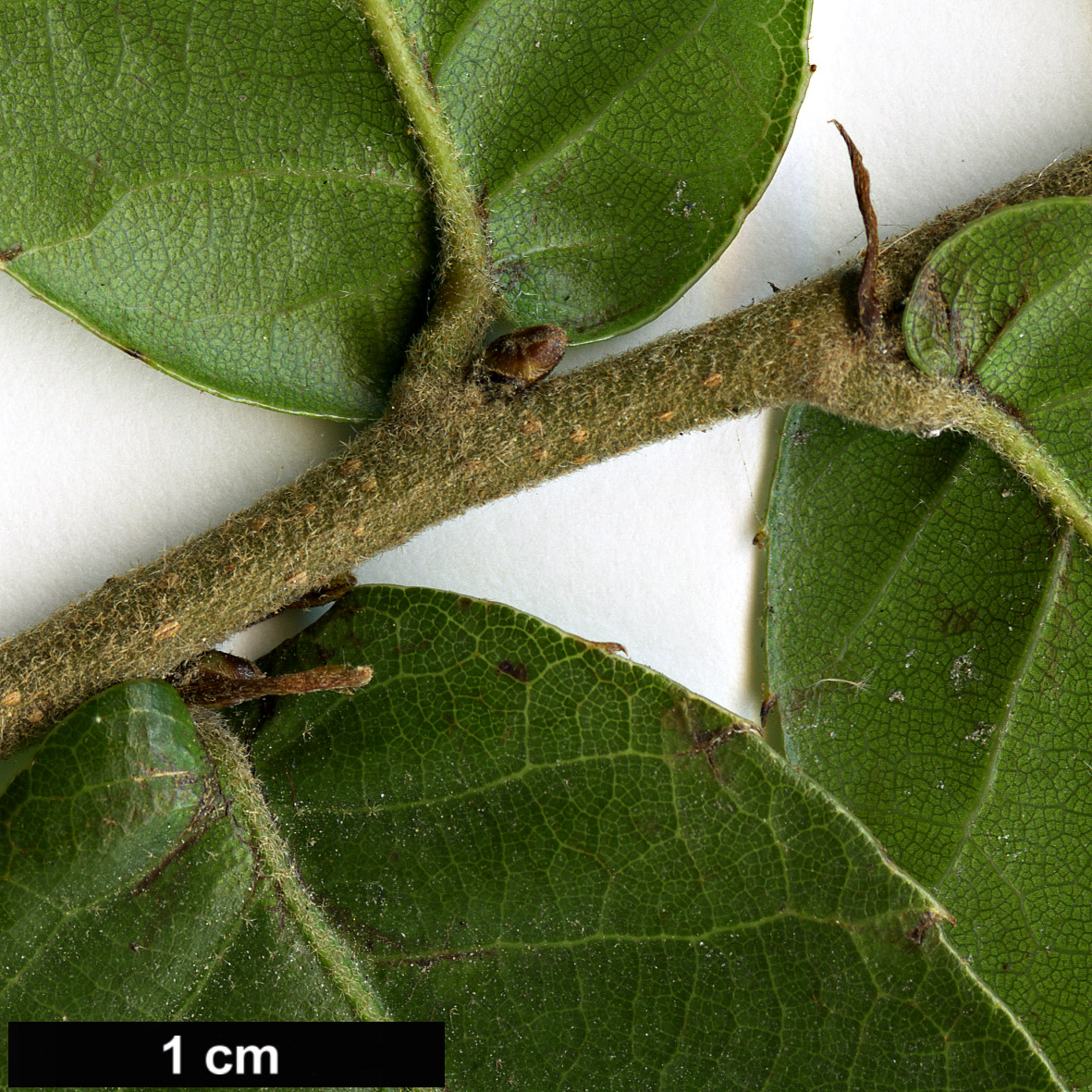 High resolution image: Family: Fagaceae - Genus: Quercus - Taxon: tarokoensis
